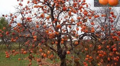  نقش راهبردی باغات خرمالو در اقتصاد کشاورزی گیلان / ظرفیت پنهان در مسیر توسعه صادراتی