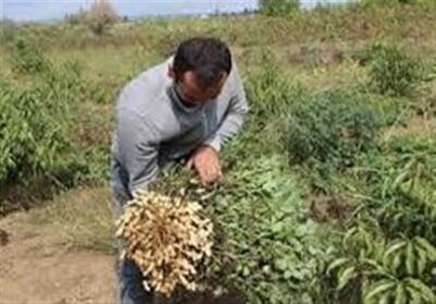 برداشت بادام‌زمینی در پارس‌آباد - تسنیم