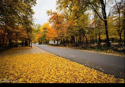 جادوی طبیعت در پارک جنگلی النگدره/ تجربه‌ای بی‌نظیر در دل جنگل‌های کهن هیرکانی   تصاویر - تسنیم