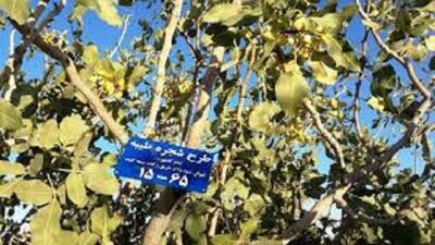  اهدای ۲۵۰ درخت در قالب محصولات گوناگون در طرح شجره طیبه