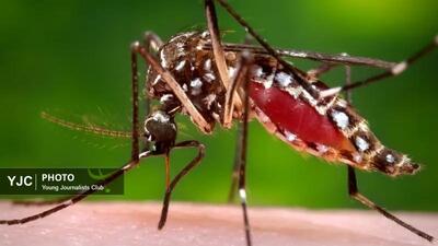  افزایش موارد ابتلا به تب دِنگی در هرمزگان به ۷۶ نفر