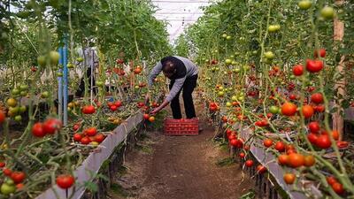  اضافه شدن بیش از ۶۰ هکتار گلخانه جدید به گلخانه‌های نهبندان