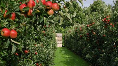  سیب لرستان در مسیر جهانی شدن؛ صادرات به هند، روسیه و اروپا