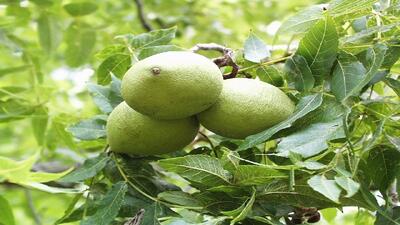  عجب‌شیر رتبه نخست تولید گردو در آذربایجان شرقی