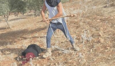  زدن چماق به یک زن فلسطینی به دلیل چیدن زیتون