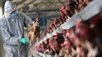  آنفلوآنزای فوق حاد پرندگان در کمین است