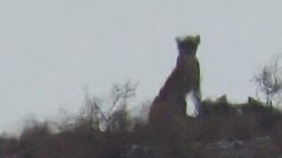  مشاهده یک قلاده یوزپلنگ آسیایی در توران شاهرود