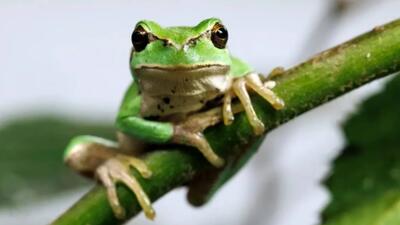  از توله‌یوزهای نجات‌یافته تا پلیکان کافه‌نشین