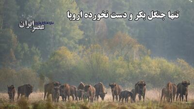 تنها جنگل بکر و دست نخورده اروپا / درختانی که پیش از کشف قاره آمریکا روئیده‌اند (فیلم)