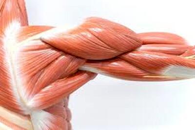  ساخت عضله مصنوعی که ۴۰۰۰ برابر وزنش را بلند می‌کند!