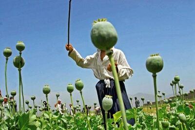  مجوز کشت خشخاش حالا حالاها صادر نمی‌شود