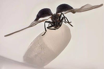  عکس برنده نیکون ۲۰۲۵ از یک آفت کشاورزی!