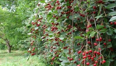  تداوم سیاست سبز شهرداری با احداث ۱۱ باغ میوه در نقاط مختلف تبریز