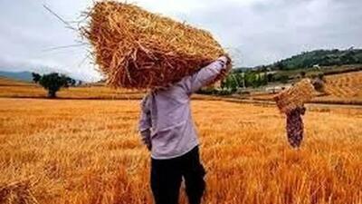  گندم‌کاران بخوانند: اطلاعیه مهم درباره قیمت و پرداخت مطالبات