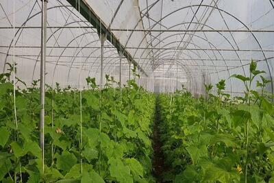  مجتمع گلخانه‌ای تابان صنعت غرب کشور در سرپل‌ذهاب بستری آماده برای حضور سرمایه‌گذاران