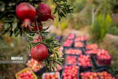  بجستان خراسان رضوی دارای هفته فرهنگی شد