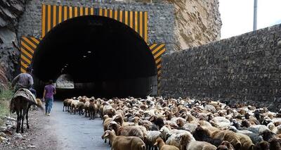  جاده کندوان برای عبور احشام مسدود می‌شود