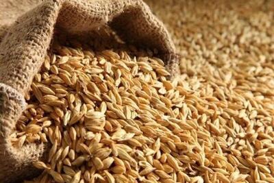 چرا دولت قیمت جدید گندم را اعلام نمی‌کند؟