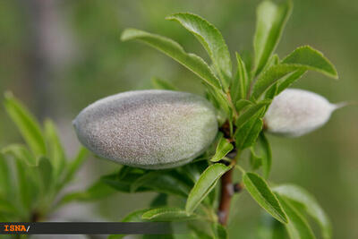  وضعیت مهمترین ذخایر ژنتیکی بادام شرق کشور در خطر است