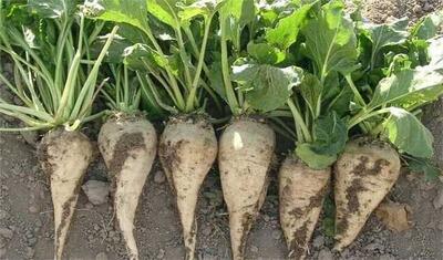  قول می‌دهیم هیچ چغندر قندی در مزارع همدان روی زمین نماند