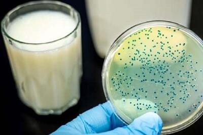  لبنیات فله، خطری برای سلامت