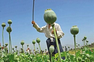  آیا کشت خشخاش به زودی میسر خواهد شد؟