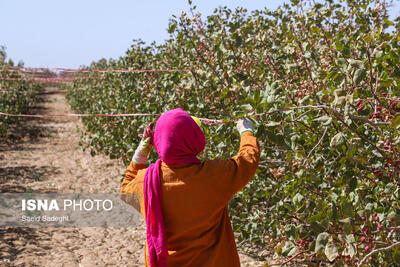  مدیریت باغات و تغذیه هوشمند راهکار موثر در موفقیت پسته زنجان