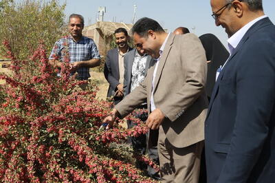  آغاز برداشت زرشک در قطب تولید استان کرمان