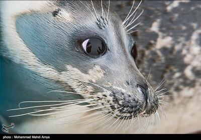  کشف لاشه 2 قلاده فوک خزری در سواحل مازندران/ تلفات این گونه در خطر انقراض به 49 قلاده در آب‌های ساحلی رسید