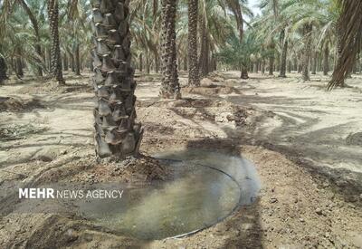  مدیر آب‌وخاک کشاورزی بوشهر: آبیاری نوین و احیای قنوات در دستور کار است