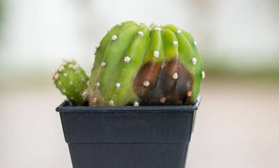  بیماری‌های رایج کاکتوس و راه‌های درمان ساده آن‌ها