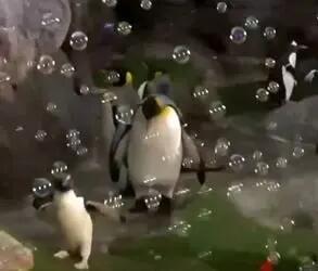  پنگوئن کاکل‌دار یک‌ساله در تعقیب حباب‌ها! + ویدیو