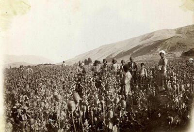 بازگشت کشت خشخاش زیر ذره‌بین