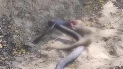  ویدیو مهیج از رویارویی مرگبار مانگوس با مار + فیلم