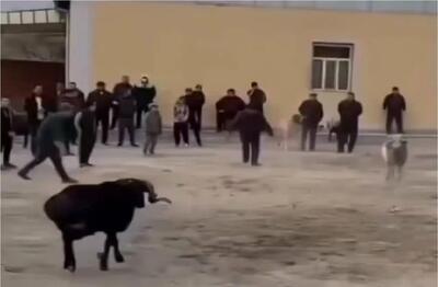  طنز حیات وحش؛ سرشاخ شدن بزها واگیر داشت رسید به صاحباشون