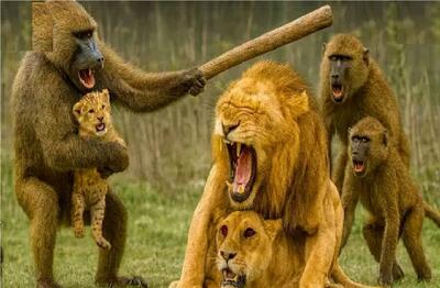  مستند حیات وحش؛ نبرد خلاقانه زور آرواره میان میمون و شیر برای توله دزدی