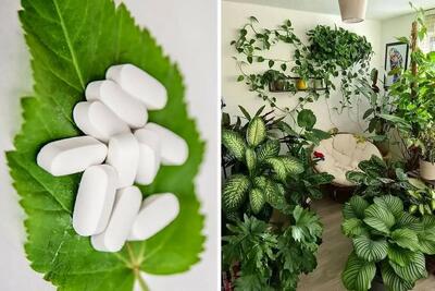  رشد 5 برابری گیاهان آپارتمانی با قرص ضدباروری ال دی؛ تو یه ماه داخل خونه ات میشه باغ