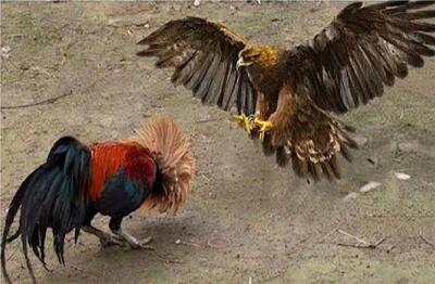  جذابیت حیات وحش؛ خروس ددمنش برای حفاظت از حرمسراش دخل باقی حیوان هارو درآورد