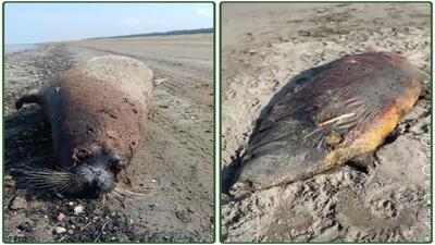  کشف لاشه دو فوک خزری در سواحل مازندران/تلفات به ۴۹ قلاده رسید