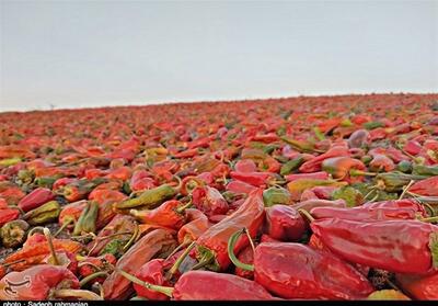 فلفل‌کاران فرومد در حسرت کارخانه‌ای که نیست/ وقتی طعم فلفل زیر دندان دلالان می‌سوزد - تسنیم