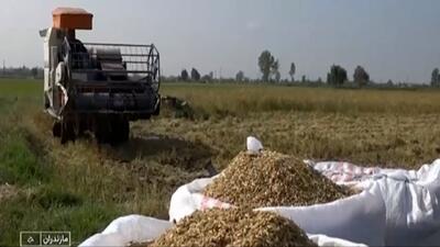  بهار تولید در دل پاییز + فیلم