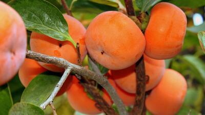  خواص فوق العاده خرمالو برای بدن + فیلم