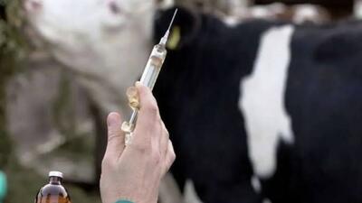  آماده‌باش کامل در لرستان برای مقابله با تب برفکی؛ هیچ موردی از بیماری گزارش نشده است