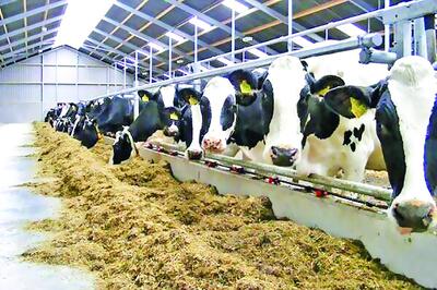  بحران نهاده دام و طیور و اعتراض تولیدکنندگان