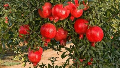  برداشت ۹ هزار تن انار از باغات آذربایجان‌شرقی