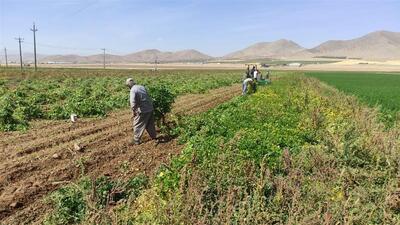  فصل کار و کوشش در دره‌شهر/ برداشت ۱۶ هزار تُن محصول پاییزه