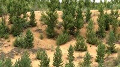  ایجاد بیش از ۷۳ هزار هکتار جنگل دست‌کاشت در زنجان