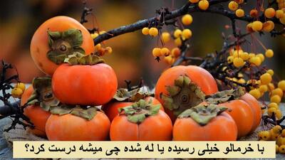  با خرمالو خیلی رسیده یا له شده چی میشه درست کرد که ساده و آسون باشه؟