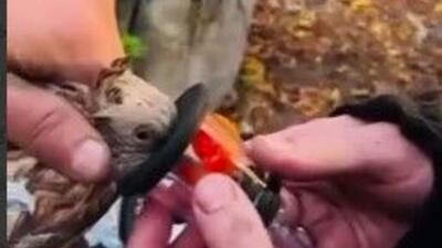  احیای کبوتر توسط ماسک اکسیژن