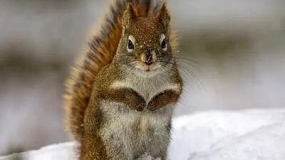  حمله برق‌آسای سنجاب به یک پرنده